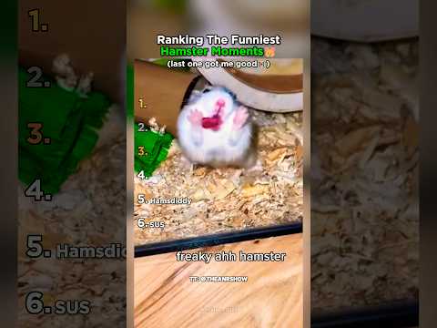 Ranking The Funniest Hampter Moments #shorts #hamster thumbnail