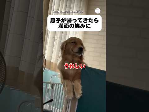 息子の帰宅に満面の笑みになるゴールデン #犬 #ゴールデンレトリバー #犬のいる暮らし #かわいい犬　#大型犬 thumbnail