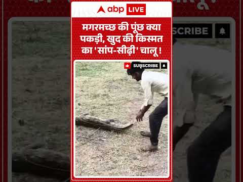 Viral Video : मगरमच्छ की पूंछ क्या पकड़ी, खुद की किस्मत का 'सांप सीढ़ी' चालू !| #ReelsControversy thumbnail