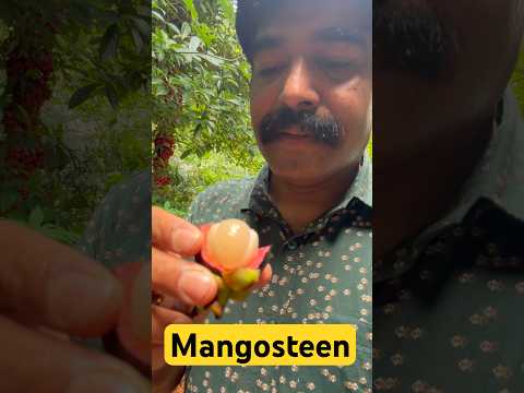 Mangosteen | Kerala thumbnail