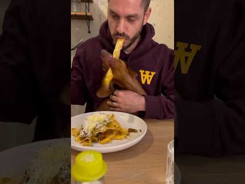 This DOG is eating PASTA thumbnail