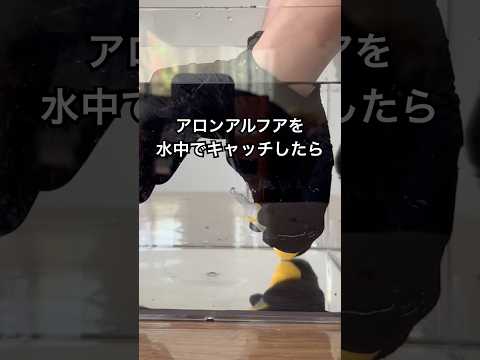 アロンアルフアを水中で掴んだらどうなる？ #shorts #おもしろ動画 #やってみた thumbnail