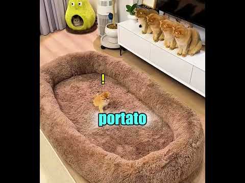 Dolce gattino. Qual è il segreto 😱🐈 thumbnail