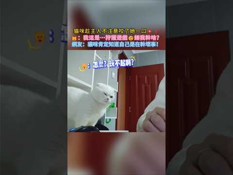 貓咪趁主人不注意咬了她一口💥❗ 🐱：我這是…捕獵遊戲！捶我幹啥😡 網友：牠心虛的樣子肯定知道自己在幹壞事🤣 #cat #cute #funny #shorts #funnyshorts thumbnail