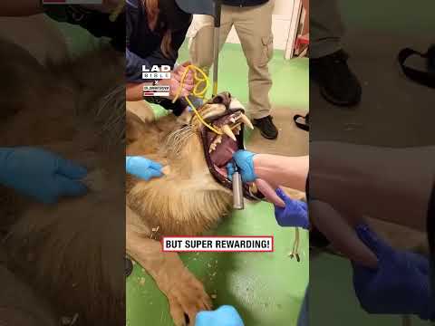 My job with lions is scary 😳 thumbnail