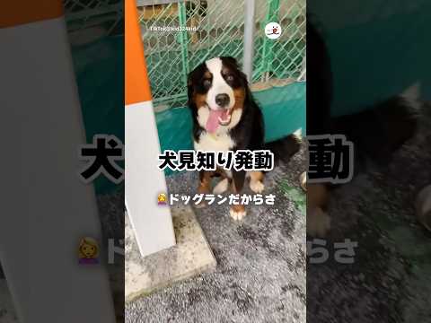 ドッグランで走らない愛犬｜PECO thumbnail
