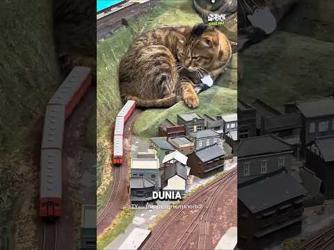 Kucing Ini Bikin Kekacauan😱Tapi Menguntungkan.#shortvideo thumbnail