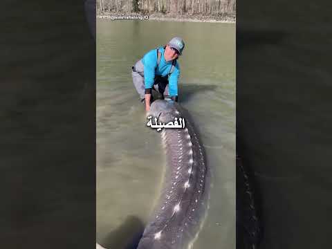 هكذا يُستخرج الكافيار الحقيقي! 🤯🐋 thumbnail
