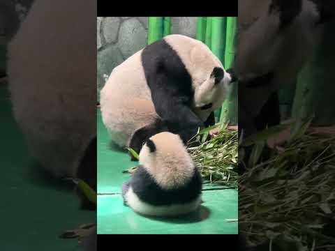 On Children's Day, enjoy these adorable little backs. 🐼🥰 thumbnail