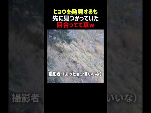 800m先のヒョウを捉えるも 先に見つかっていた thumbnail
