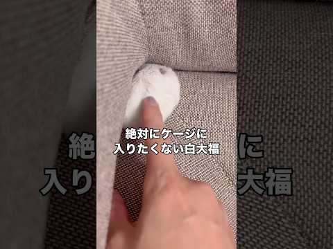 絶対にケージに入りたくない白大福VSそろそろお家に帰って欲しい飼い主との攻防 #ハムスター #白大福 #雪見だいふく #shorts thumbnail
