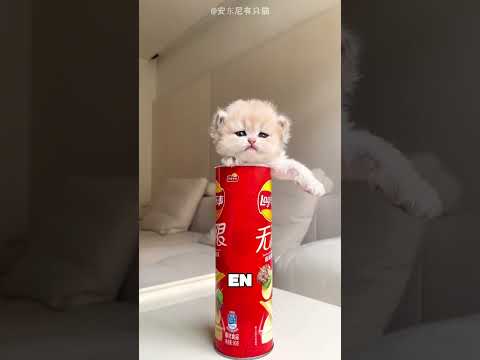 Cette fille a reçu le meilleur chaton du monde 🤯 thumbnail