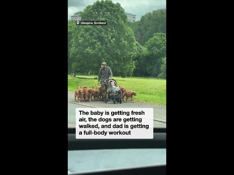 Dad nails the pram‑and‑pack juggle with ten massive retrievers thumbnail