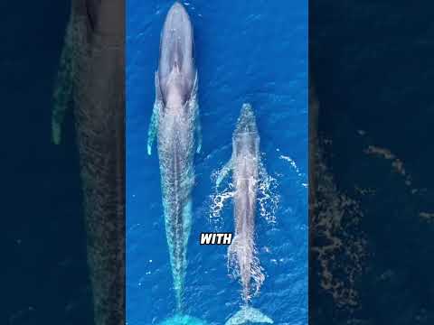 How do whales sleep?#animals #funnyanimal #funny #cute #whale thumbnail