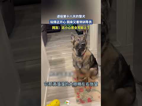 当退役军犬遇到昔日训导员，顿感天塌了。 thumbnail