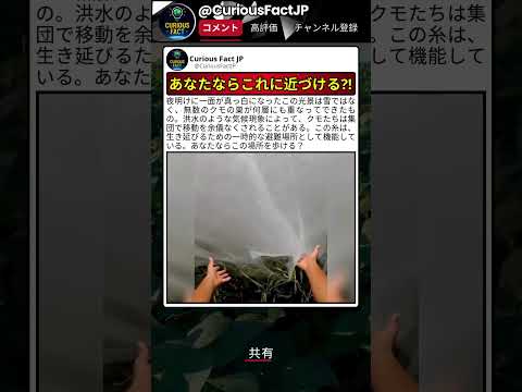 遠くから見たら絶対雪原だと思う thumbnail