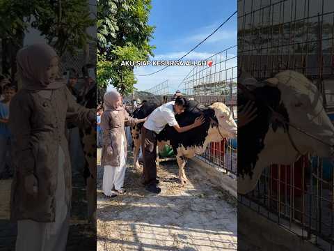 SEMUA NANGIS❗️DETIK DETIK SAPI JUMBO ADAM SYIFA DIKURBANKAN😱 thumbnail