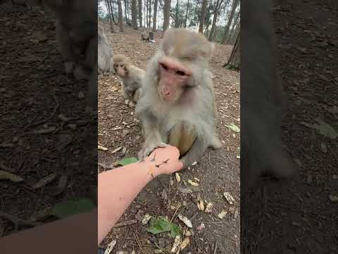 „Tajemnicza małpa i ciernie w dłoni” 🐒🌿 thumbnail
