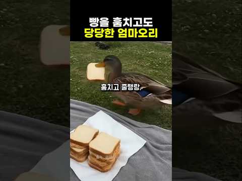 빵을 2개씩이나 훔친 엄마오리의 당당함 thumbnail