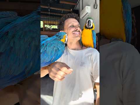 O Novo Integrante da Família Blue Chegou 💙💙💙 thumbnail
