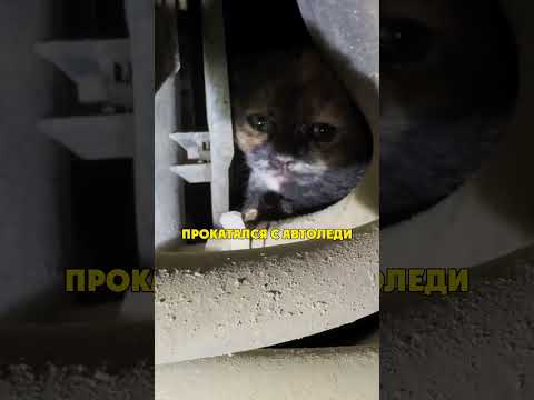 Причина Мяукания thumbnail