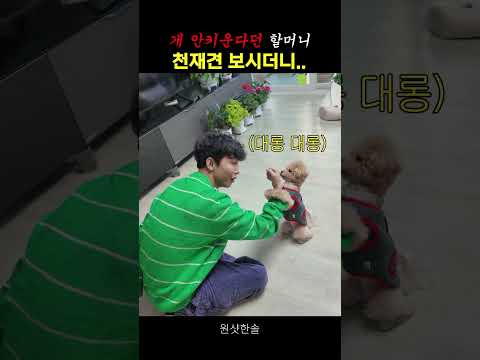 강아지는 싫다던 93살 할머니 천재견을 보더니... thumbnail