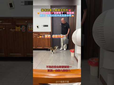 貓咪追著人求抱抱🤗 🐱：粑粑 你回來啦💖怎麼不抱咪❓快點…網友：最後看人的眼神好深情哦🥰 #cat #cute #funny #shorts #funnyshorts thumbnail