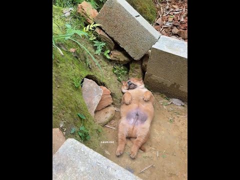 Where did the flies come from? It’s so annoying to the little puppy, the pastoral dog, the puppy, t thumbnail