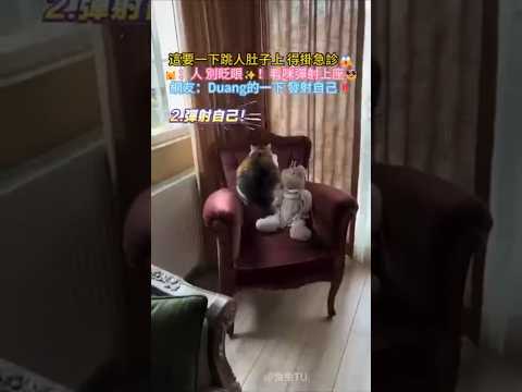 這要一下跳人肚子上 得掛急診?❗?：人 別眨眼✨❗看咪彈射上座?  網友：Duang的一下?就發射出去了? #cat #cute #funny #funnyshorts #shorts thumbnail