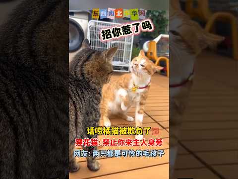 两只猫咪都是可怜的毛孩子 thumbnail