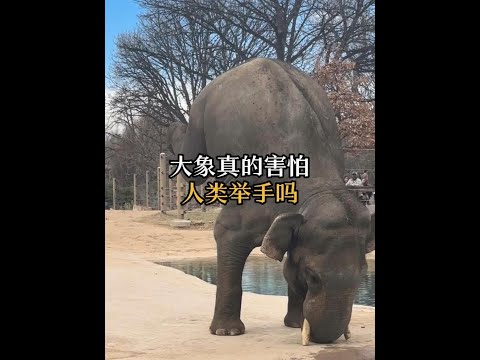大象真的害怕人類舉手嗎？ #動物科普 #大象 thumbnail
