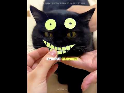 This girl adopted two BLACK CATS, but she could never find them! 😂🏠#usa #shorts thumbnail