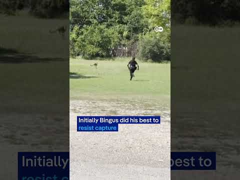 Texas police officers chase runaway kangaroo | DW News thumbnail