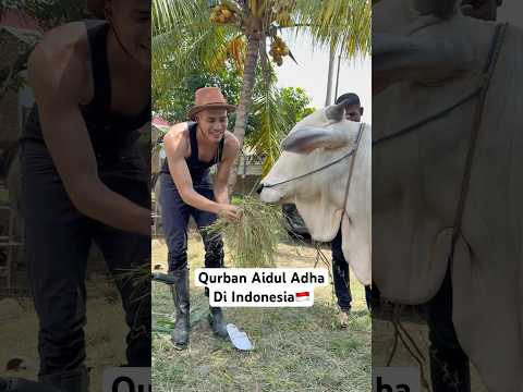 Sapi Qurban Untuk Aidul Adha #aisarkhaled #aidiladha #qurban thumbnail