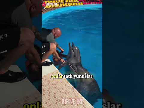 Babam Beni Yunusların İçine Attı! 😲🌊 thumbnail