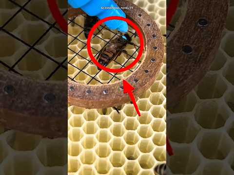 Ratu lebah ditandai titik biru agar mudah dikenali di antara ribuan koloni#shorts thumbnail
