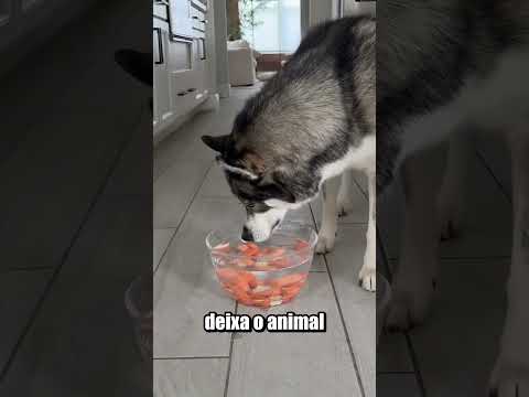 COMO DESESTRESSAR GATO E CACHORRO DE APARTAMENTO? thumbnail