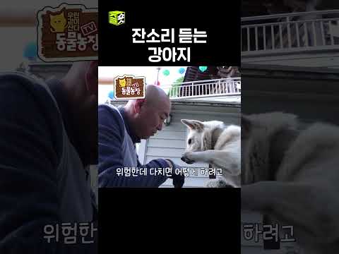 잔소리 듣기 싫다개😥 #달리 #DALI #TV동물농장 #shorts thumbnail