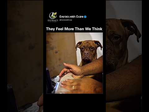This Dog’s Reaction Will Break Your Heart 🥺🐶 #Shorts thumbnail