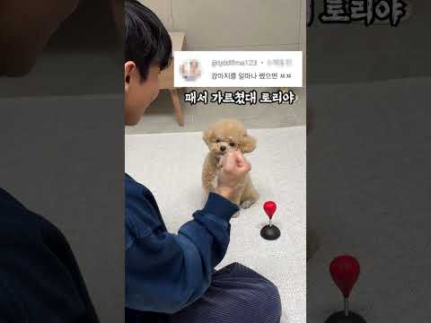 시각장애인 아빠 욕한 악플러 패버리는 강아지 #시트콤 thumbnail