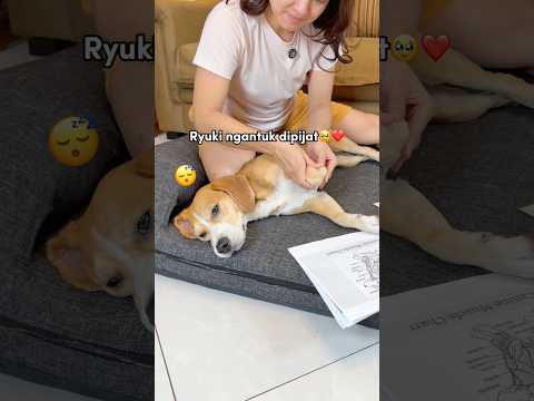 ANABUL SUKA PIJAT‼️ RYUKI SAMPAI NGANTUK🤣😴 #shorts #anjinglucu thumbnail