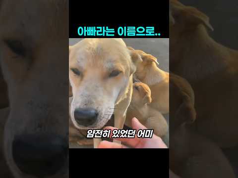 새끼들 밥 시간에 나타난 아빠개의 황당 행동 thumbnail