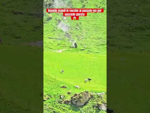 Un masso che viene giù dalla montagna, per fortuna non ha fatto danni agli animali #new #cow #natura thumbnail