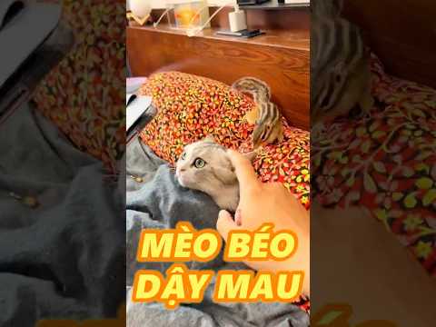 MÈO BÉO LƯỜI BIẾNG thumbnail