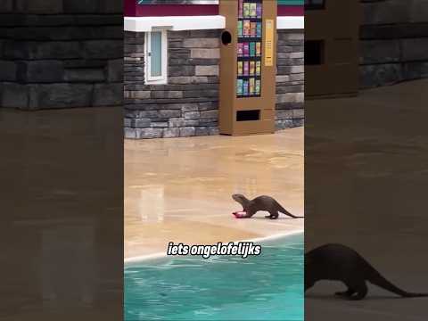De otter deed iets wat niemand had verwacht 😲 thumbnail