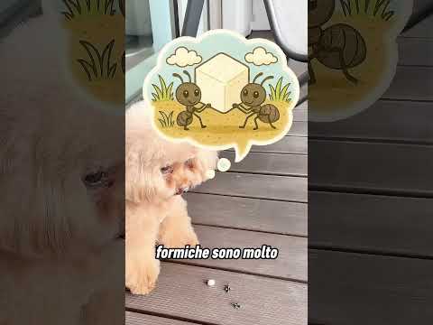 Questo cagnolino ha ceduto il suo cibo alle formiche 🐜 thumbnail
