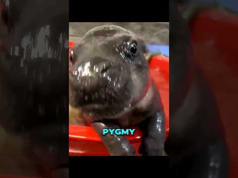 Pygmy Hippopotamus will never tell you these things! thumbnail
