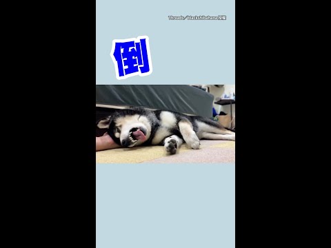 【十年的默契】敲敲地板就能get倒地小狗一枚❤ #Shorts thumbnail