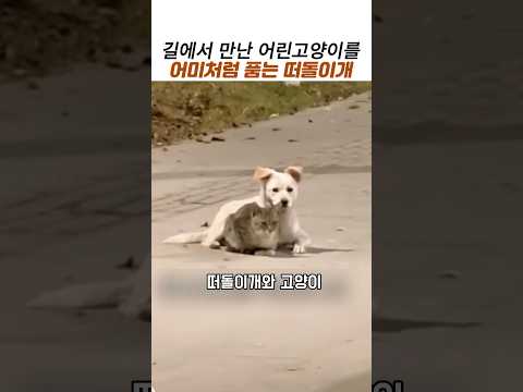 길에서 만난 고양이를 어미처럼 품는떠돌이개#감동동물 thumbnail