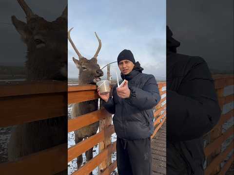 Расчёски для Моралов 🦌 thumbnail